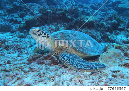 アオウミガメ 海亀 沖縄の海の写真素材