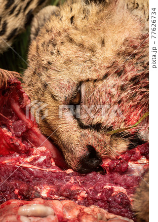 Close-up of cheetah chewing on hartebeest carcase Close-up of cheetah chewing on hartebeest carcase 77626734
