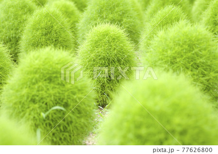 公園のコキアが緑色に茂っています。　学名はBassia scopariaです。 77626800