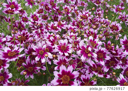 コレオプシスのピンク色の花が咲いています。 コレオプシスのピンク色の花が咲いています。 77626917