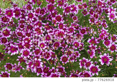コレオプシスのピンク色の花が咲いています。 コレオプシスのピンク色の花が咲いています。 77626918