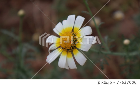 Daisy flowers in a sunny day in Istanbul, Turkey. Blooming daisy flowers in spring time. Field with daisy at summer time. Daisy flowers in a sunny day in Istanbul, Turkey. Blooming daisy flowers in spring time. Field with daisy at summer time. 77627006