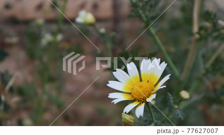 Daisy flowers in a sunny day in Istanbul, Turkey. Blooming daisy flowers in spring time. Field with daisy at summer time. Daisy flowers in a sunny day in Istanbul, Turkey. Blooming daisy flowers in spring time. Field with daisy at summer time. 77627007