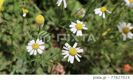 Daisy flowers in a sunny day in Istanbul, Turkey. Blooming daisy flowers in spring time. Field with daisy at summer time. Daisy flowers in a sunny day in Istanbul, Turkey. Blooming daisy flowers in spring time. Field with daisy at summer time. 77627014