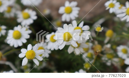 Daisy flowers in a sunny day in Istanbul, Turkey. Blooming daisy flowers in spring time. Field with daisy at summer time.  77627020