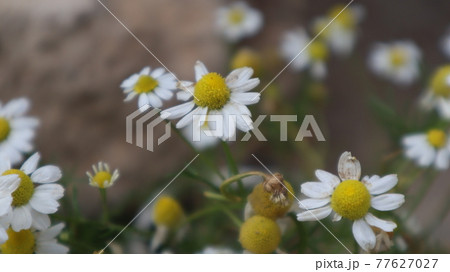 Daisy flowers in a sunny day in Istanbul, Turkey. Blooming daisy flowers in spring time. Field with daisy at summer time. Daisy flowers in a sunny day in Istanbul, Turkey. Blooming daisy flowers in spring time. Field with daisy at summer time. 77627027