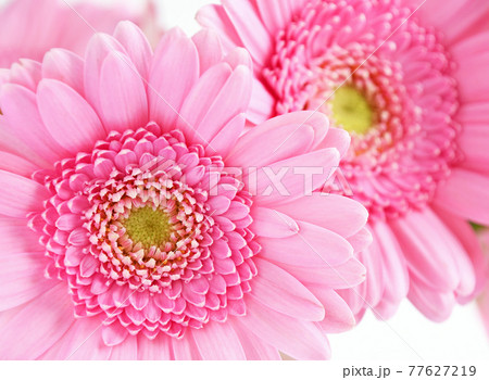 ガーベラ 77627219