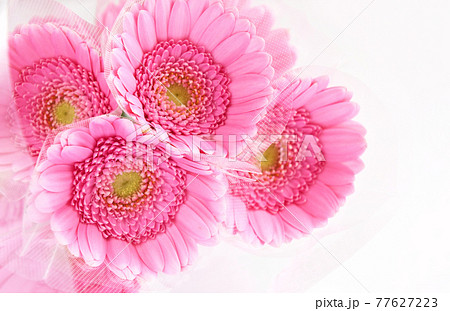 ガーベラ 77627223