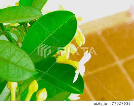 マダカスカルジャスミン　イラスト風 77627653