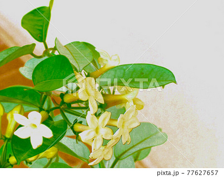 マダカスカルジャスミン　イラスト風 77627657
