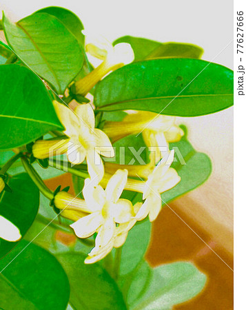 マダカスカルジャスミン　イラスト風 77627666