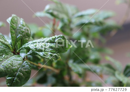 観葉植物 金木犀 の写真素材