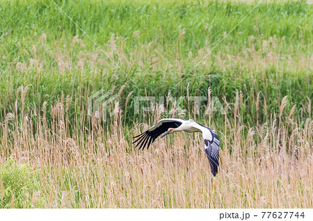 ヒナを育てるコウノトリ 77627744