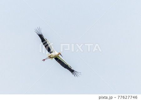 ヒナを育てるコウノトリ 77627746