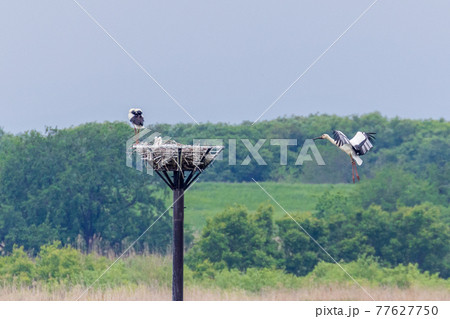 ヒナを育てるコウノトリ 77627750