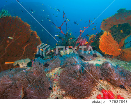 イソギンチャクとウミウチワ等様々な珊瑚 (シミラン諸島、タイ王国) 77627843