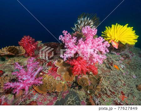 トゲトサカ等珊瑚とウミシダ (シミラン諸島、タイ王国) 77627849
