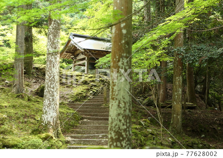 新緑の来迎院 新緑の来迎院 77628002