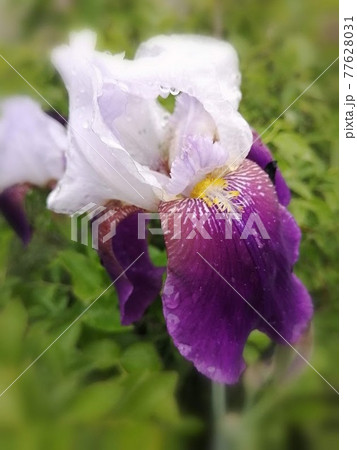 癒しの花 77628031