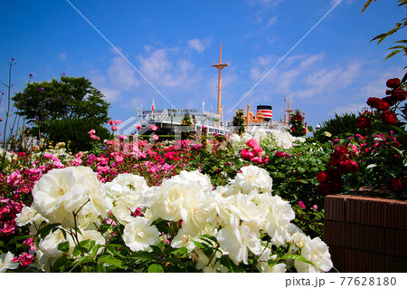 山下公園のバラ園と氷川丸 77628180