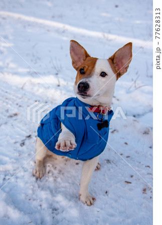Jack Russell Terrier in the snow Jack Russell Terrier in the snow 77628313