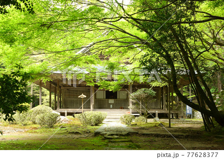 新緑の来迎院 新緑の来迎院 77628377