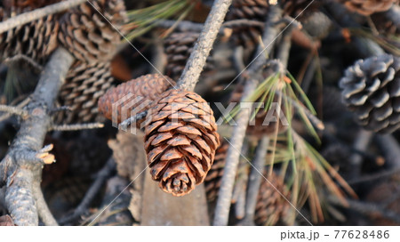 Natural Dry pine cones on the pine tree branch in the forest in a summer day. Brown nature background Natural Dry pine cones on the pine tree branch in the forest in a summer day. Brown nature background 77628486