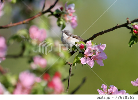 The lesser whitethroat (Curruca curruca) close-up portraits 77628565