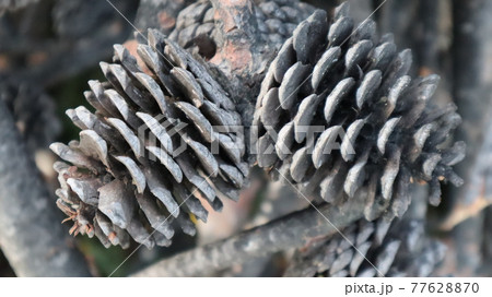 Natural Dry pine cones on the pine tree branch in the forest in a summer day. Brown nature background 77628870