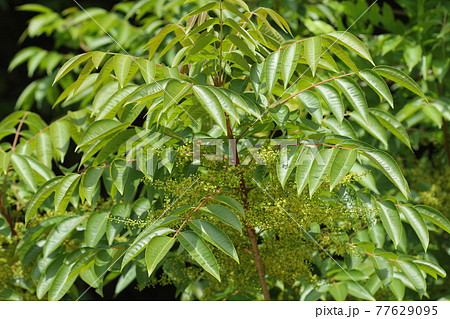 自然　植物　ハゼノキ、雄花です。艶々の葉の間に沢山の小さな黄色い花が 77629095