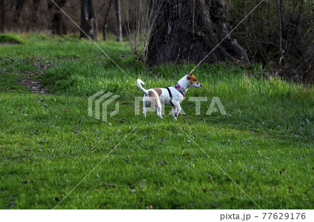 Dog Jack Russell Terrier breed in a field on green grass 77629176