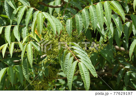 自然　植物　ハゼノキ、雌花です。小さな花が沢山見えますが雄花より控え目に見えます 77629197
