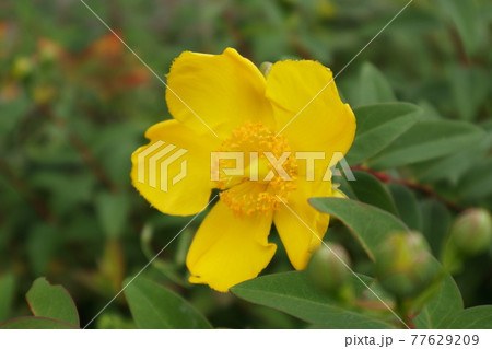 キンシバイの花のアップ 77629209