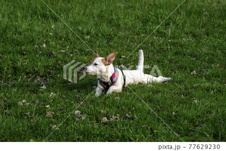 Dog Jack Russell Terrier breed in a field on green grass 77629230