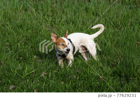 Dog Jack Russell Terrier breed in a field on green grass 77629231