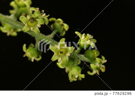 自然　植物　ハゼノキ、雌花です。先端が黒い花葉ちらほら。受粉した？ 77629296