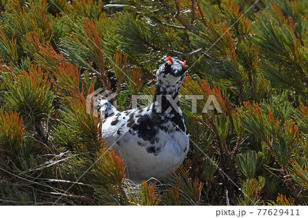 白いオスのニホンライチョウ(白馬三山) 白いオスのニホンライチョウ(白馬三山) 77629411