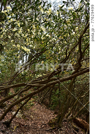 向山連山より 77629499