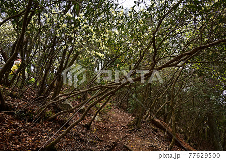 向山連山より 77629500