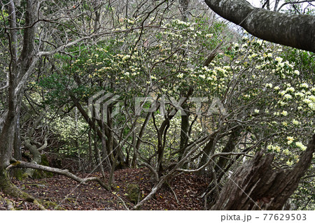 向山連山より 77629503