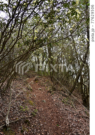 向山連山より 77629506