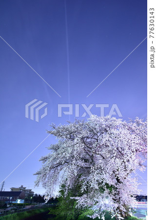 夜空に飛行機雲と満開の桜 夜空に飛行機雲と満開の桜 77630143