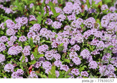 春の公園に咲くイブキジャコウソウのピンクの花 77630157