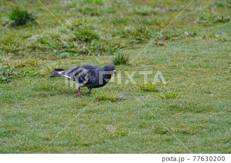 雨中の鳩 雨中の鳩 77630200