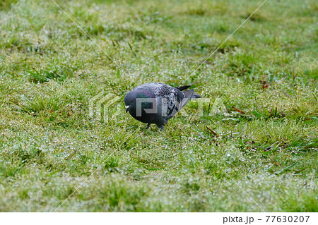 雨中の鳩 77630207