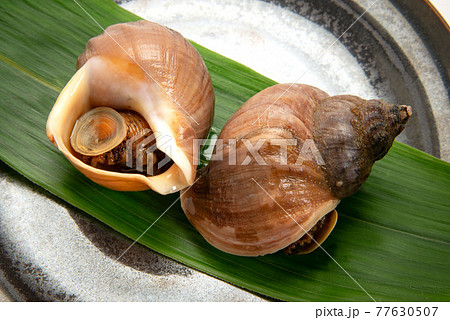 北海道産えぞばい貝の煮付け 77630507