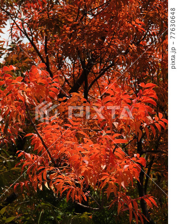 櫂の木の紅葉 77630648