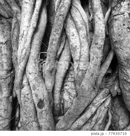 black and white closeup of tree trunk roots with carvings black and white closeup of tree trunk roots with carvings 77630710