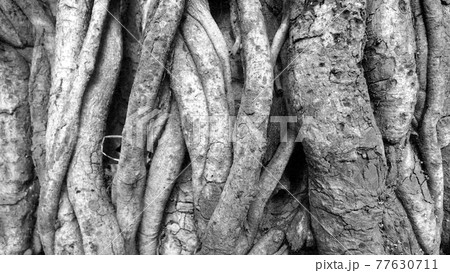black and white closeup of tree trunk roots with carvings 77630711