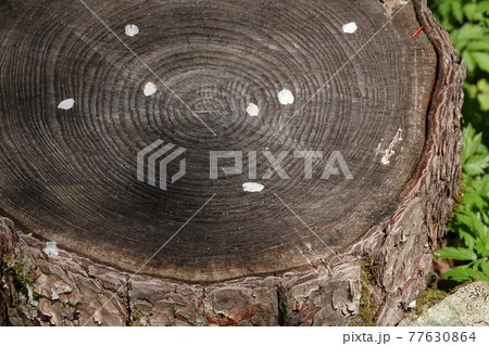 切り株に舞い散る桜の花びら 77630864